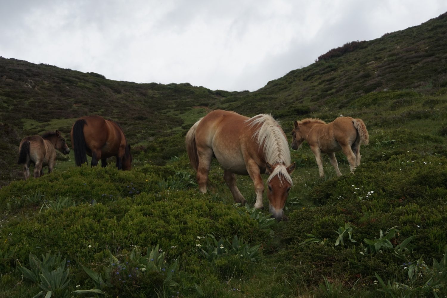 Senderismo madrid viajes trekking babia asturias Somiedo DDSC00042