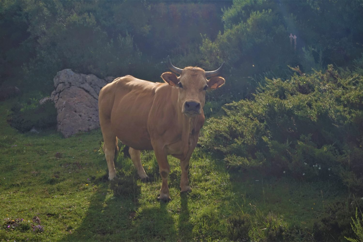 Senderismo madrid viajes trekking babia asturias Somiedo DDSC00149