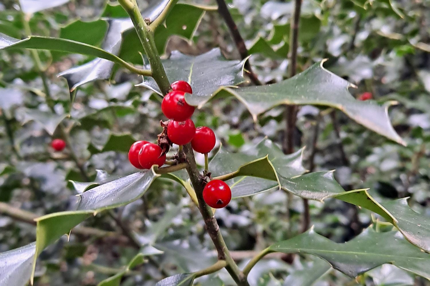 SENDERISMO MADRID VIAJES SUBALPINO TREKKING NAVALMEDIO 3410